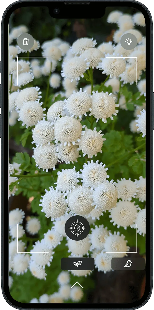Camera Flowers